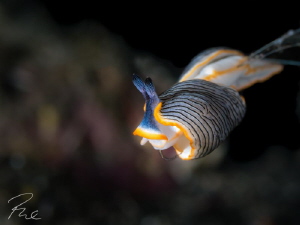 Twizzle! by Philippe Eggert 